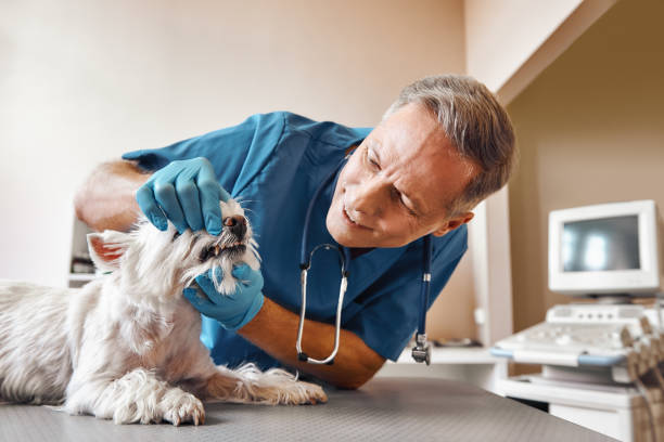 Best Emergency Treatment for Dental Infections or Abscesses in Mcqueeney, TX